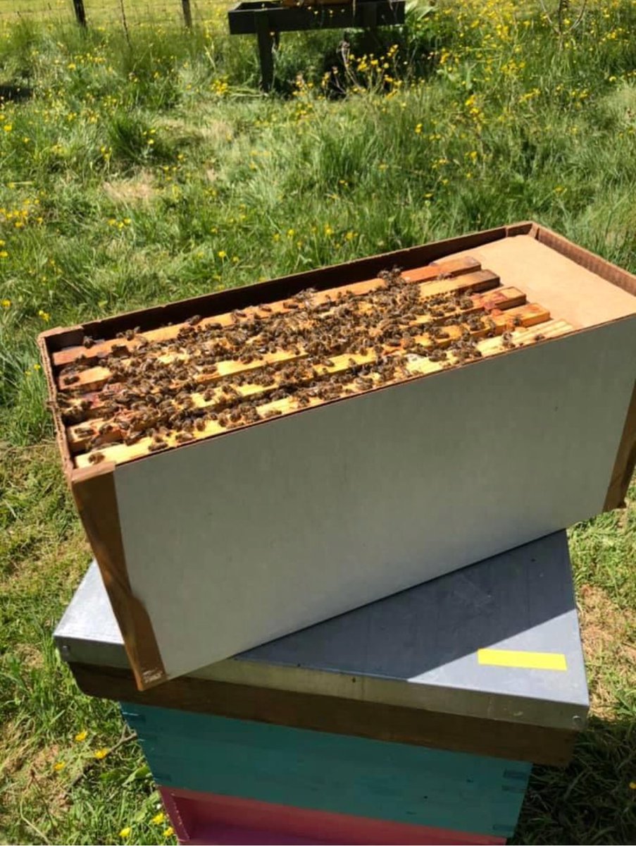 JoAungierMYC's tweet photo. Today is #WorldBeeDay Please remember there are approx 276 species of bees in the UK, that includes 25 or so #bumblebees & 250+ #solitarybee #beelocal species & just one honeybee, which is the ONLY bee that makes honey! It's an important & amazing species, look after our bees https://t.co/WQeDVAtgmw
