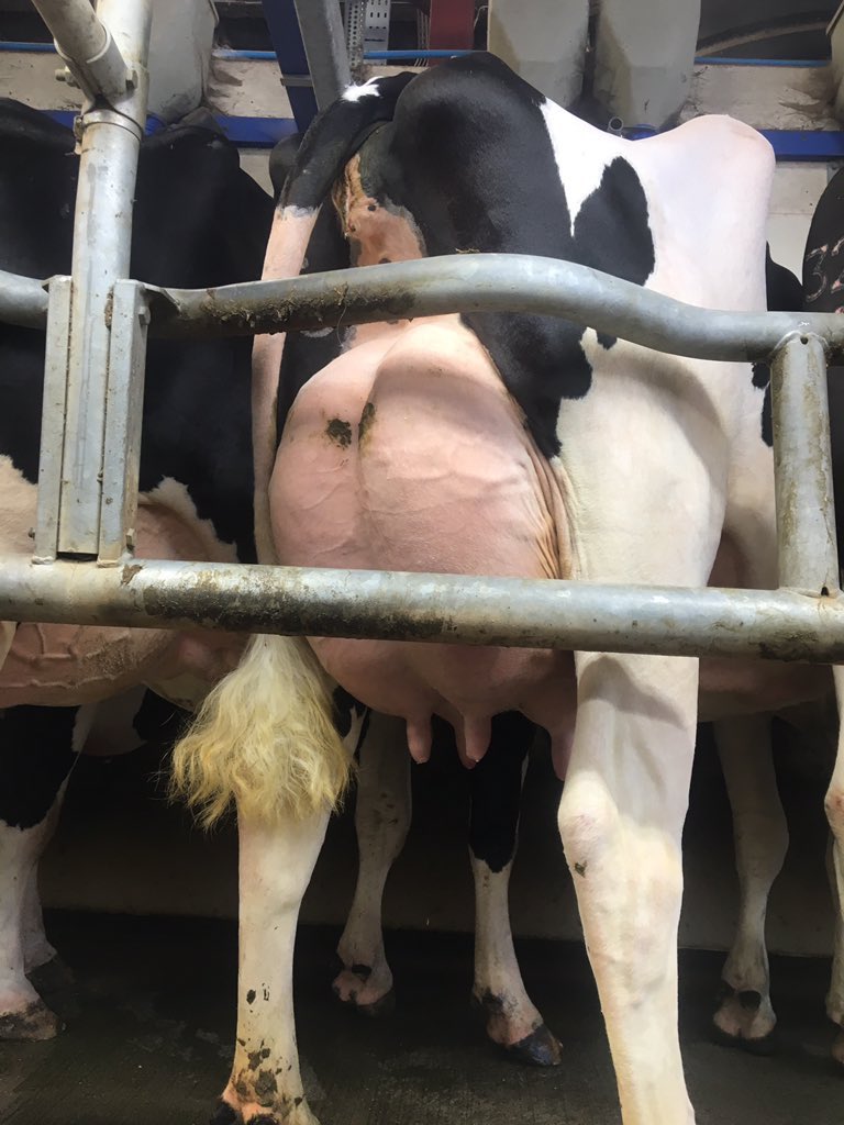 Hallon Fantasmic Breeze Vg 88 3yrs fresh again 11days with 3rd calf, straight back to work. Pictured this morning and last year. 2X milking