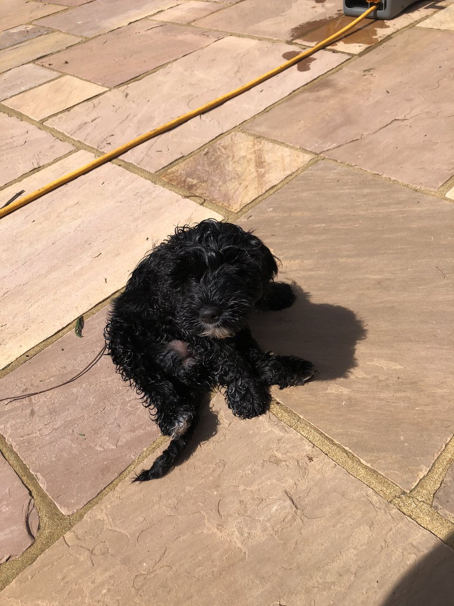 TheChoccieDrop's tweet photo. @ClaireBoyles Hang in there Claire. Sending you a virtual hug, plus another from this little bundle (our new puppy!) x https://t.co/hCMQG178Ym