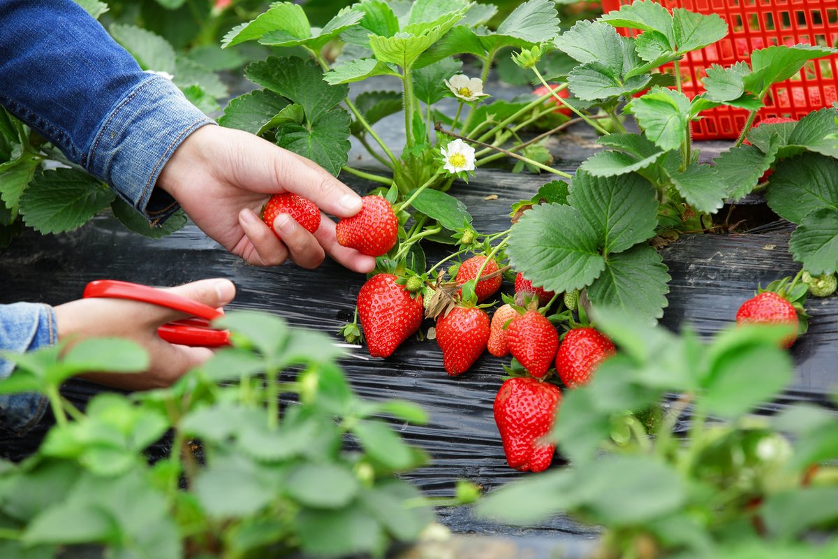 Local growers may need help with picking strawberries.

To apply, you must be registered with The People Matter Trust.

If you have your own transport &amp; interested in registering for any vacancies visit:

people-matter.org.uk/jobs/feed-nati… 

#FeedtheNation #StrawberryPickers #Sussex