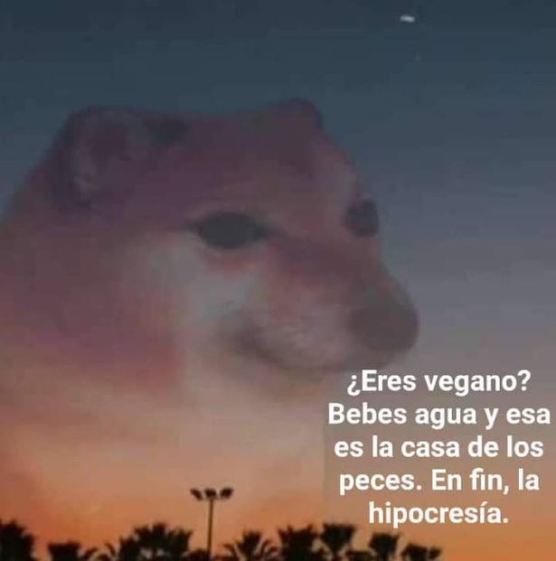 no tengo mas preguntas señoria
