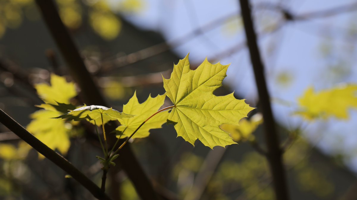 Lisa Hülsmann tweet media