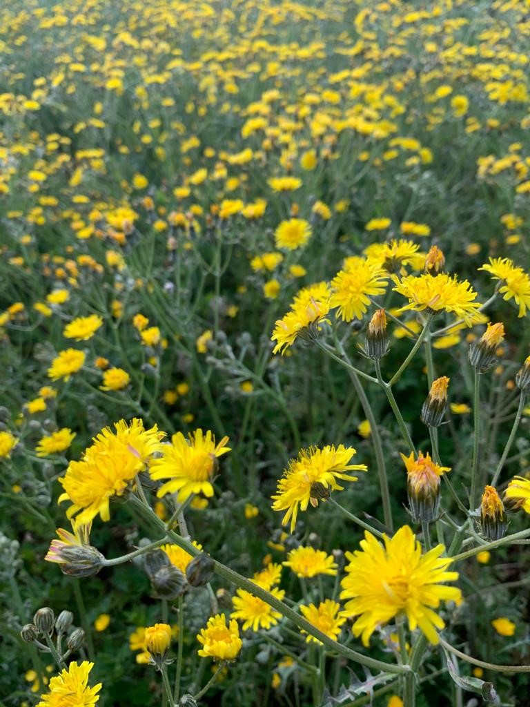 GAA National Games Development Centre (@gaangdc) on Twitter photo <a href="/GAAngdc/">GAA National Games Development Centre</a> is proud to be part of the <a href="/PollinatorPlan/">All-Ireland Pollinator Plan</a> #AllIrelandPollinatorPlan celebrating #WorldBeeDay2020 with our humble pollinating area. We think itās the bees knees! <a href="/GAAngdc/">GAA National Games Development Centre</a> is proud to be part of the <a href="/PollinatorPlan/">All-Ireland Pollinator Plan</a> #AllIrelandPollinatorPlan celebrating #WorldBeeDay2020 with our humble pollinating area. We think itās the bees knees!