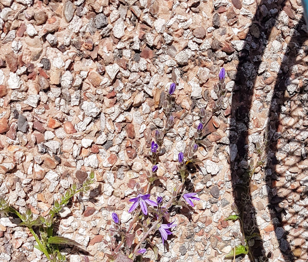SusanCu1927's tweet photo. Bit late to #breakfastbeewatch but just spotted this little guy enjoying the campanulas. @PAN_UK @LGSpace @Natures_Voice @RSPBScotland #WorldBeeDay https://t.co/JFJq2XovLf