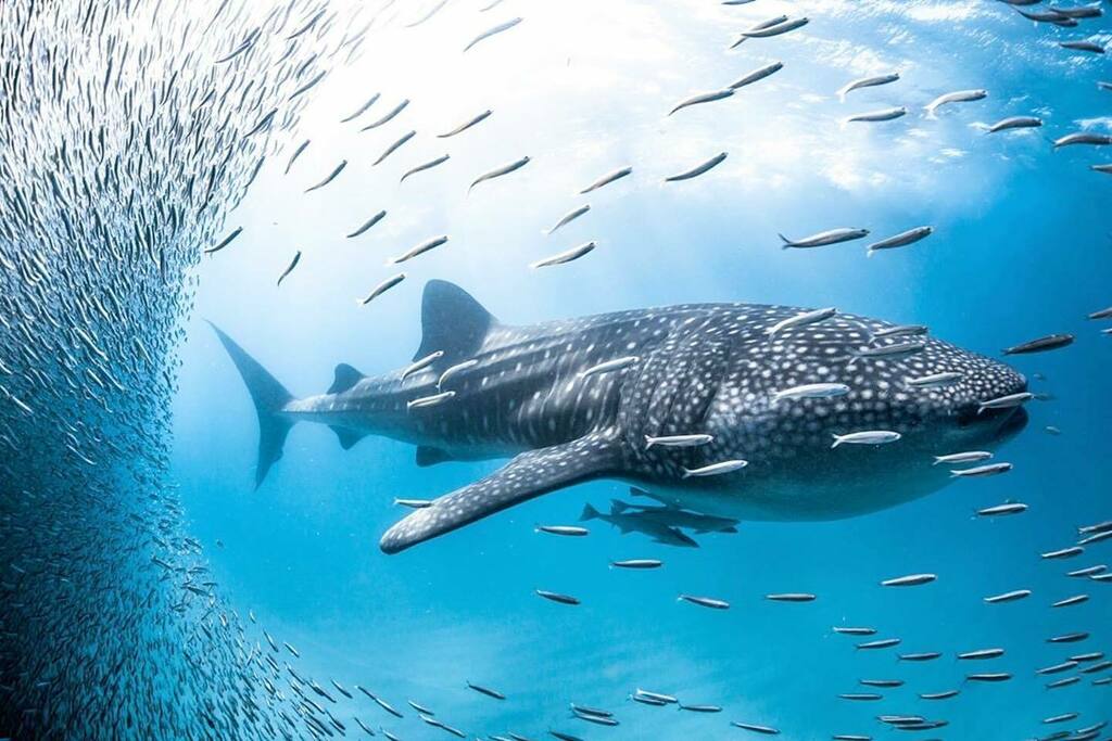 PacificStraw's tweet image. Swimming alongside this 6 meter whale shark as it chased bait balls across the sand flats ~ This is a day I won’t be forgetting anytime soon

By @samlawrencephoto
.
#underwaterlife #diving #underwaterimage #whale #whaleshark #underwaterworld #underwaterpic #seacreature #unde…