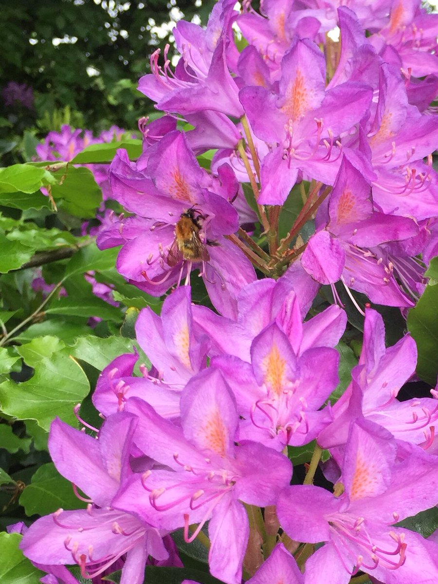 asmnursery's tweet photo. Today’s artist is Georgia O’Keefe. Maybe you could look closely inside a flower next time you’re at the park. Are there any visitors in there, like in my photo?🐝🌺 Bee careful!
#MentalHealthAwarenessWeek2020 #WorldBeeDay #breakfastbeewatch https://t.co/AFJC0bBvAU