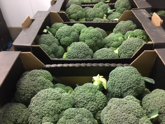 Available for Friday night delivery UK Broccoli. Call us 01945 774481