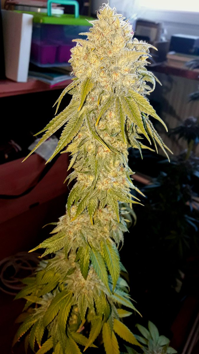 Weed Día Verde Mundo con #GoldWave #NuevosProyectos <a href="/GreenbudSeeds/">Greenbud Seeds</a> #AdrycsCove #Sust #Natural y #Fertilizado <a href="/ProXL_Spain/">Pro-XL Complete & Concentrated</a> de mi Hada,
Junto a @GiftsGreenwood, <a href="/HempCropEs/">HempCrop</a>, el #AdrycManëllsonTesterTeam y yo #SailingTheGreenSea,
Os Deseamos Sea todo Feliz.
Alegría, Paz y Olas..🧚‍♂️😎