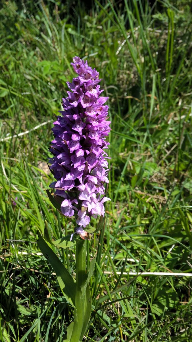 PurbeckWild's tweet photo. Southern Marsh Orchids... or is the smaller one possibly a Narrow-leaved Marsh Orchid? Assistance please!
All I can say is orchid lovers must be driven mad by the objects of their devotion. Or rather their spotty lobes.

#wildflowerhour #EuropeanOrchids https://t.co/ppTVKCHdlf