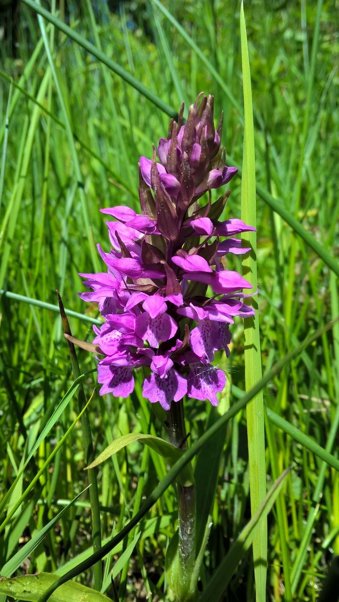 PurbeckWild's tweet photo. Southern Marsh Orchids... or is the smaller one possibly a Narrow-leaved Marsh Orchid? Assistance please!
All I can say is orchid lovers must be driven mad by the objects of their devotion. Or rather their spotty lobes.

#wildflowerhour #EuropeanOrchids https://t.co/ppTVKCHdlf