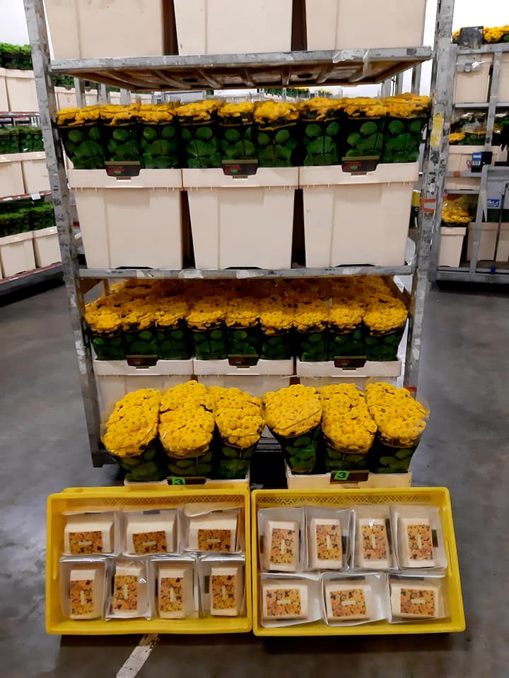 Floritec tweet media