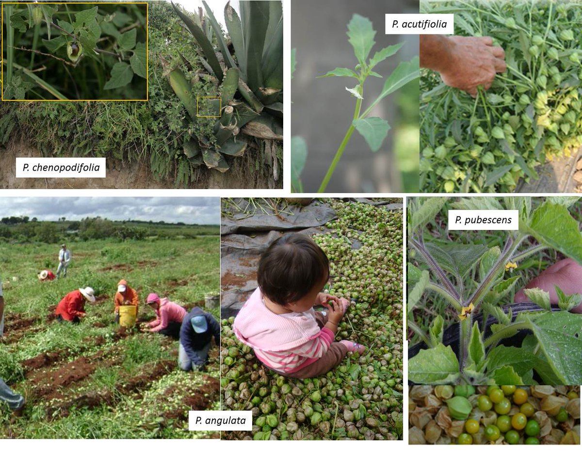 What do you know about the wild #Physalis species?
This Friday in our #PhysaloidSeminar, <a href="/PilaricaZT/">Pilar Zamora</a> 
 will present about the agronomic potential of several wild #Physalis , which could be developed as new crops! Join us> physaloidseminars.weebly.com/upcoming-semin…
🌱 #physaloids 🍅 #Solanaceae