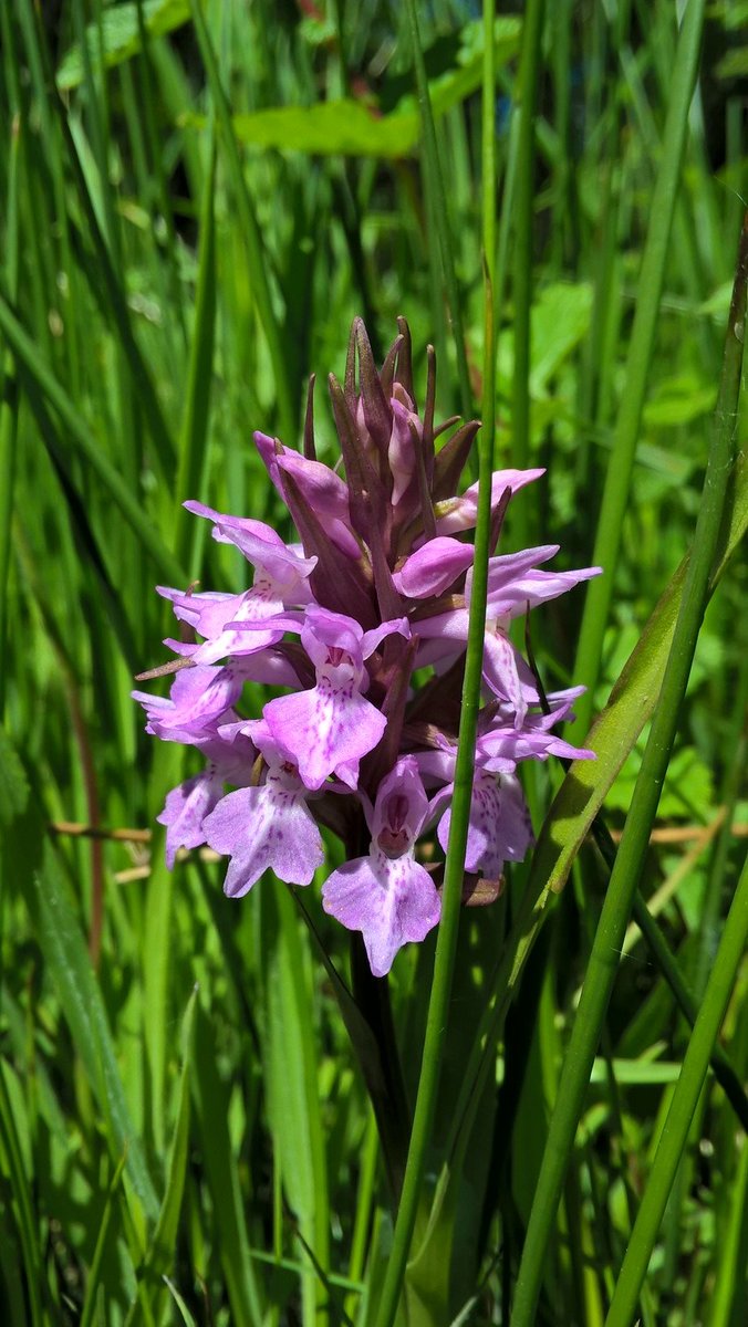 PurbeckWild's tweet photo. Southern Marsh Orchids... or is the smaller one possibly a Narrow-leaved Marsh Orchid? Assistance please!
All I can say is orchid lovers must be driven mad by the objects of their devotion. Or rather their spotty lobes.

#wildflowerhour #EuropeanOrchids https://t.co/ppTVKCHdlf