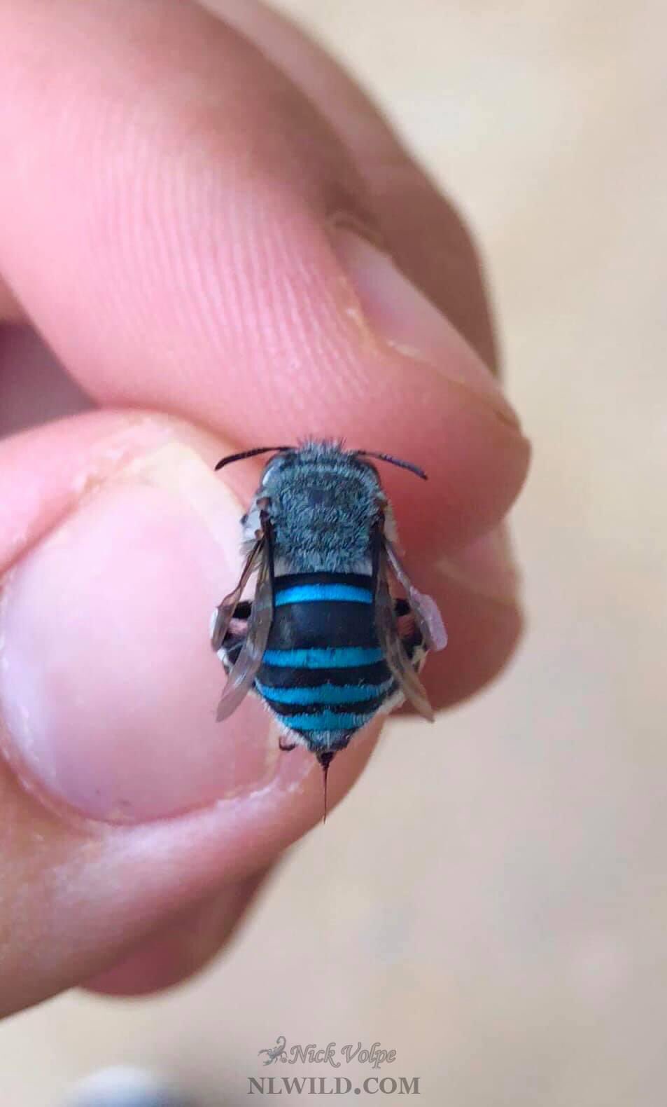 where-are-blue-banded-bees-found-online-www-opci