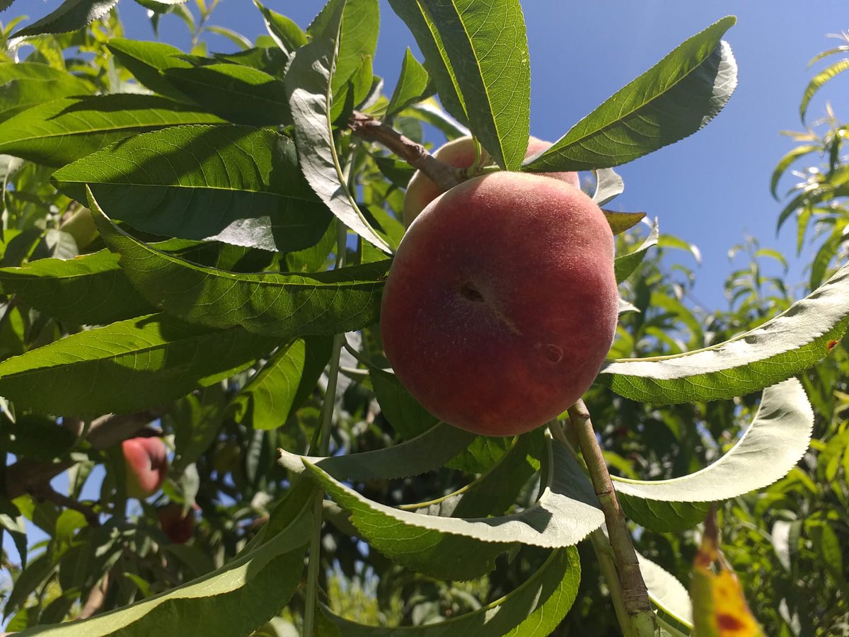 PlaiboFruta's tweet photo. Con esta buena pinta esta misma mañana en nuestra finca, y si el buen tiempo no cambia, antges del 1 de junio ya podremos saborear los primeros #paraguayos de carne blanca...¡la boca agua! #AgriculturaRegenerativa #ProductosdeTemporada #ComeFruta #Plaibo #AgriculturaFamiliar https://t.co/n8j3Zvpxoq