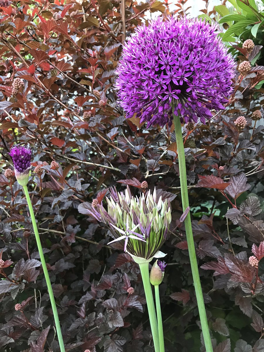 poshncfc's tweet photo. The alliums are enjoying all of the sunshine 🌞 https://t.co/TxDMCIRz6K