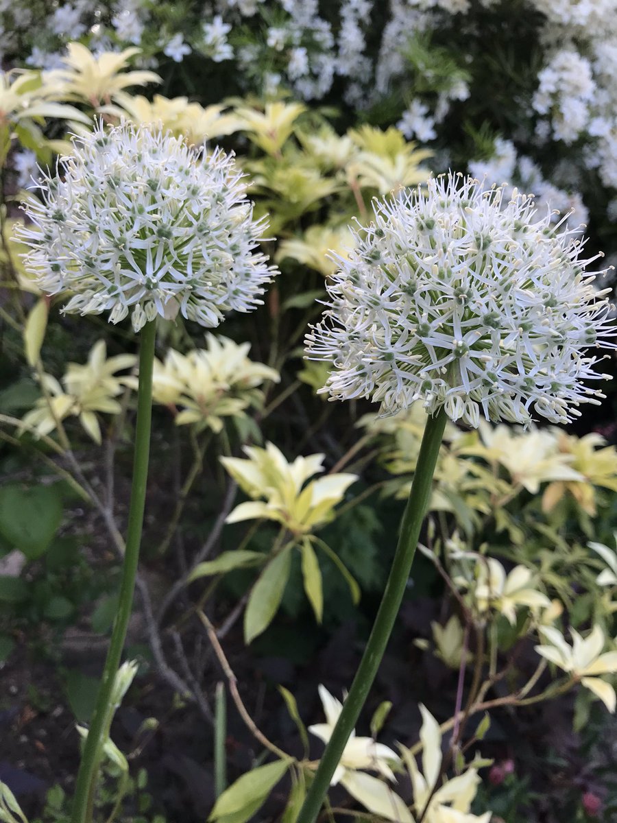 poshncfc's tweet photo. The alliums are enjoying all of the sunshine 🌞 https://t.co/TxDMCIRz6K