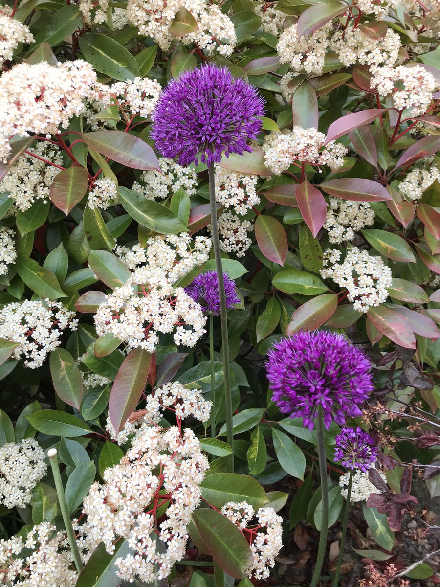 poshncfc's tweet photo. The alliums are enjoying all of the sunshine 🌞 https://t.co/TxDMCIRz6K