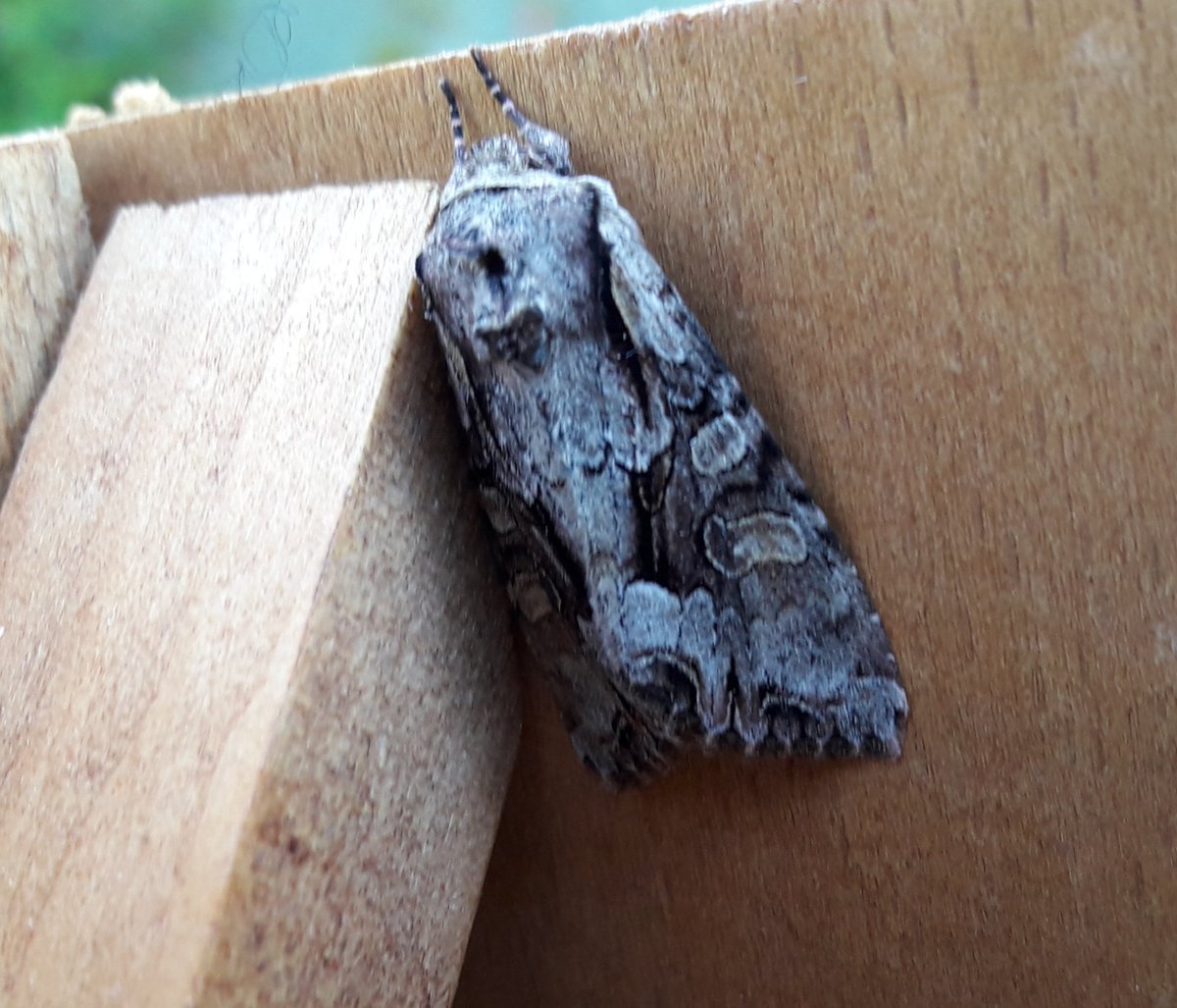 ChrisCorrigan3's tweet image. Lots of Heart and Darts but also these tricky ones. I think Vines Rustic and Light Brocade....and another thing which has beaten me! #LotstoLearn 😄