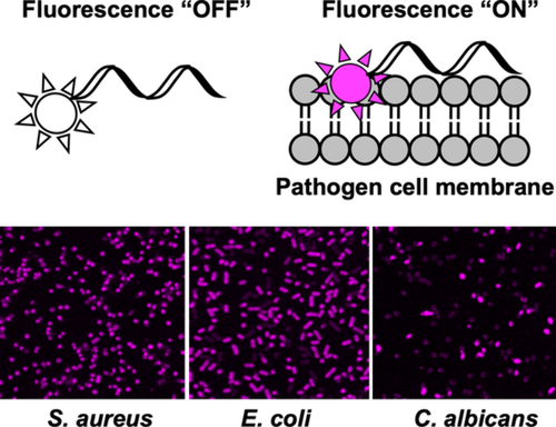 Wiley Chemistry (@wiley_chemistry) on Twitter photo In #Peptide #Science: Wash‐free, peptide‐based fluorogenic probes for microbial imaging by a team <a href="/EdinburghChem/">Chemistry Edinburgh</a>. #antimicrobialpeptides #openaccess
ow.ly/jn7c50zHcIZ In #Peptide #Science: Wash‐free, peptide‐based fluorogenic probes for microbial imaging by a team <a href="/EdinburghChem/">Chemistry Edinburgh</a>. #antimicrobialpeptides #openaccess
ow.ly/jn7c50zHcIZ