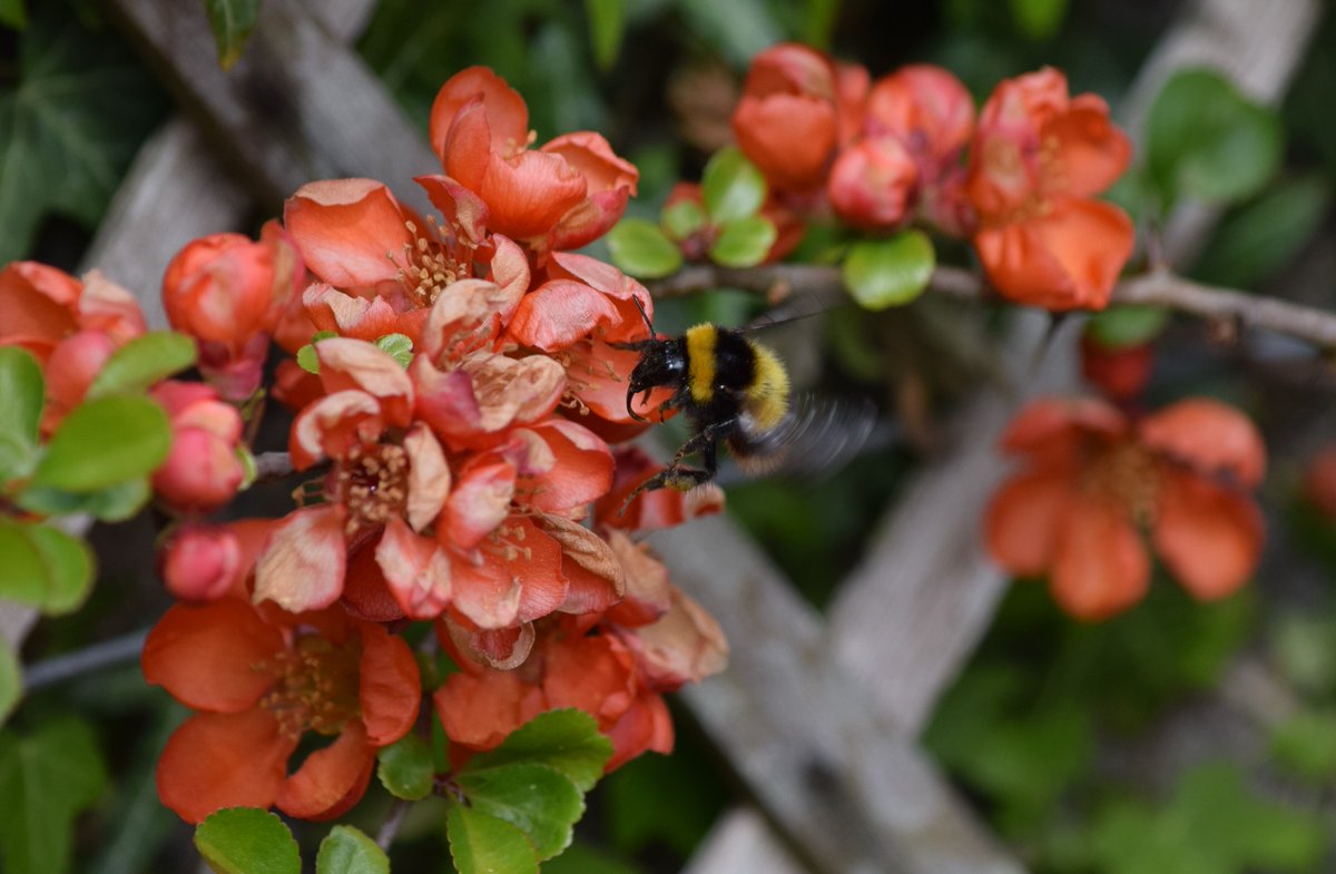 squeakingsorex's tweet photo. Happy #WorldBeeDay 🐝 @BumblebeeTrust and @RSPBScotland!! I've spotted 6 species of bee in my garden so far this spring.
Identified thanks to these wonderful guides https://t.co/SttyAKuGPV and help from a friend.
These are my favourite photos. #BreakfastBeeWatch 🐝 https://t.co/r7XsAyhxHw