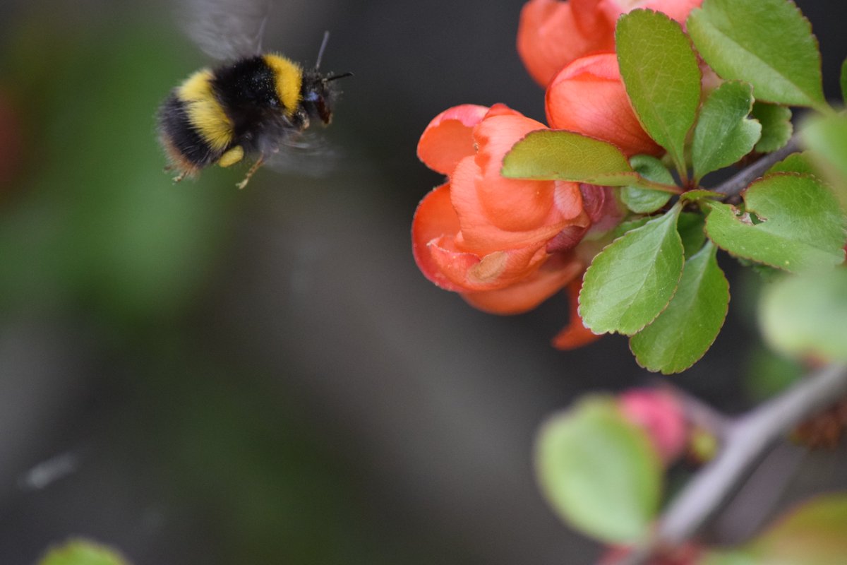 squeakingsorex's tweet photo. Happy #WorldBeeDay 🐝 @BumblebeeTrust and @RSPBScotland!! I've spotted 6 species of bee in my garden so far this spring.
Identified thanks to these wonderful guides https://t.co/SttyAKuGPV and help from a friend.
These are my favourite photos. #BreakfastBeeWatch 🐝 https://t.co/r7XsAyhxHw