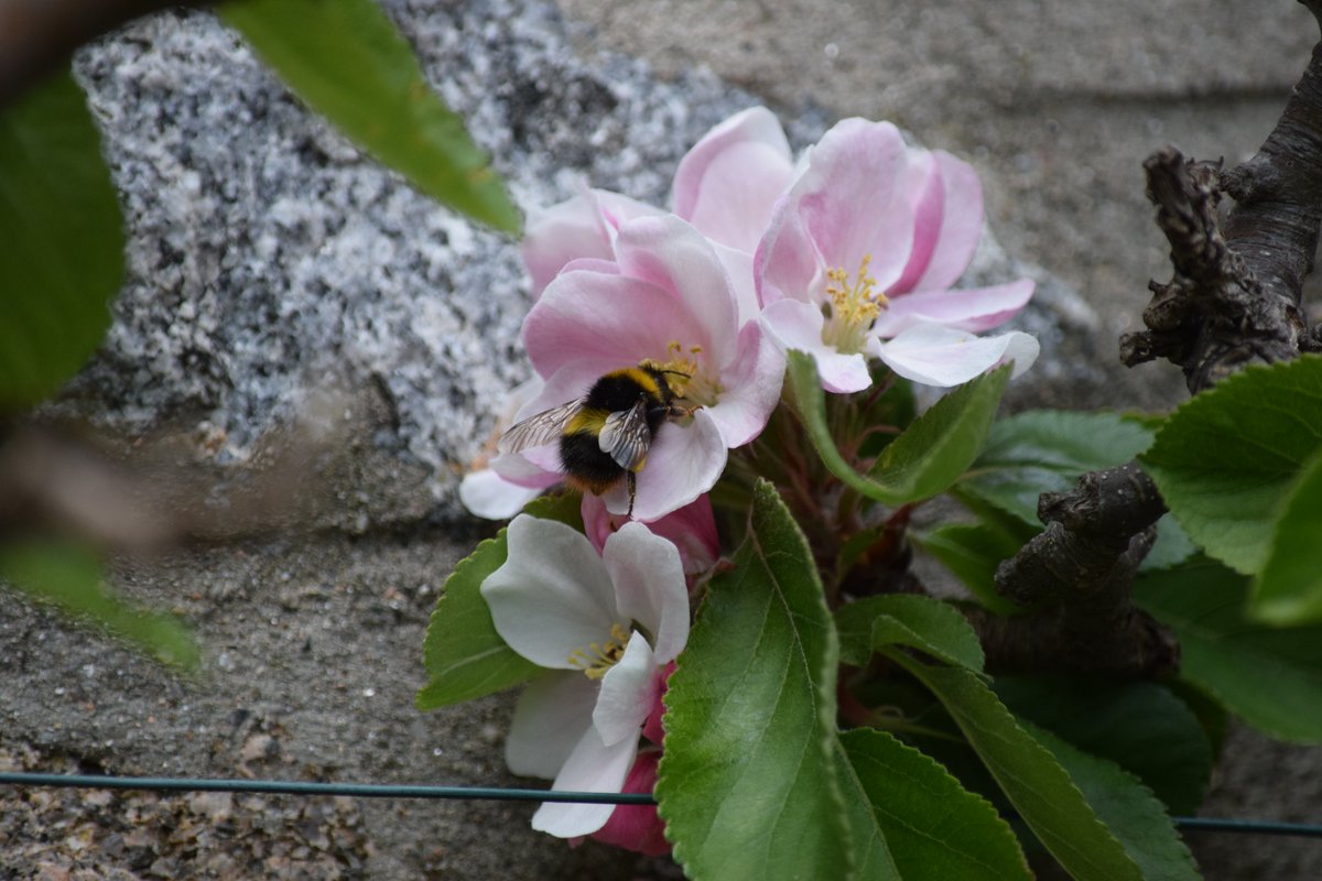 squeakingsorex's tweet photo. Happy #WorldBeeDay 🐝 @BumblebeeTrust and @RSPBScotland!! I've spotted 6 species of bee in my garden so far this spring.
Identified thanks to these wonderful guides https://t.co/SttyAKuGPV and help from a friend.
These are my favourite photos. #BreakfastBeeWatch 🐝 https://t.co/r7XsAyhxHw
