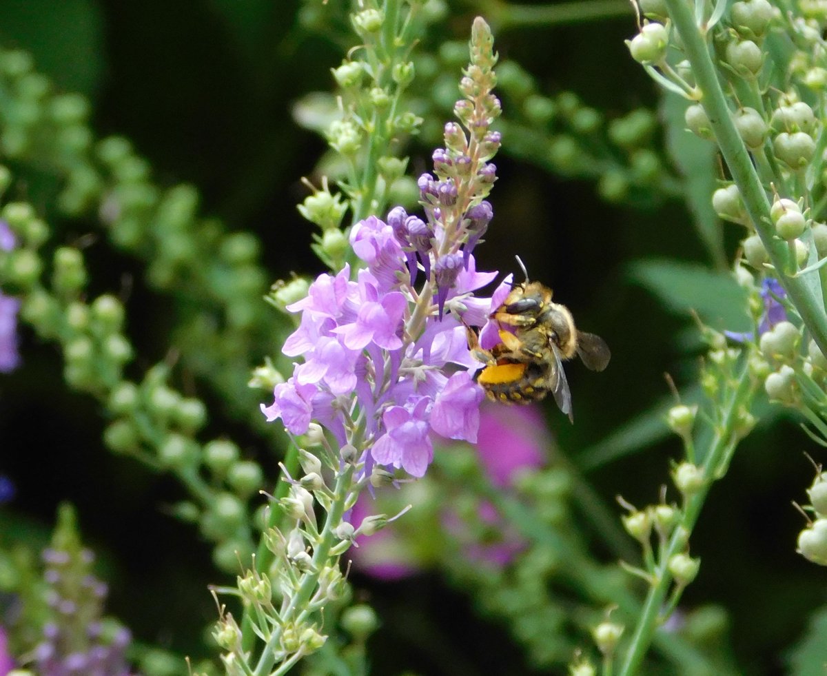 WhitworthArt's tweet image. It's #WorldBeeDay! 🐝 As well as having our own beehive, we often get lots of other fuzzy little friends visiting our gardens. Here you can see some of last year's visitors! #DidYouKnow that the UK is home to around 270 species of bee? #SaveTheBees 🌻 #TheWhitworthAtHome