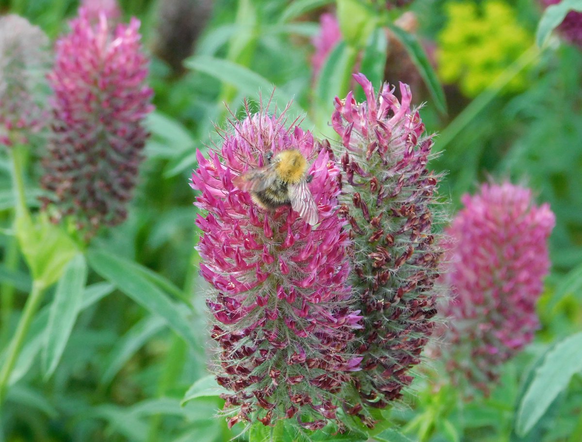 WhitworthArt's tweet image. It's #WorldBeeDay! 🐝 As well as having our own beehive, we often get lots of other fuzzy little friends visiting our gardens. Here you can see some of last year's visitors! #DidYouKnow that the UK is home to around 270 species of bee? #SaveTheBees 🌻 #TheWhitworthAtHome