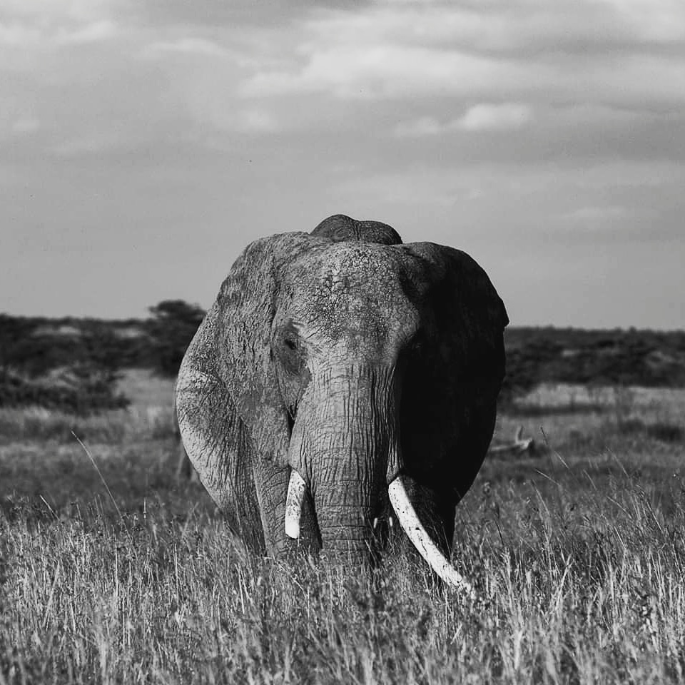 nimtreeWildlife's tweet photo. Broken #tusk #elephant from #maasaimara.

#tusker 
#wildlifephotography #nature 
#photography #Africa #africanwildlife #masaimara 
#bwwildlife #blackandwhite 
#wildlifephotographer https://t.co/gAPMJ1zBgT