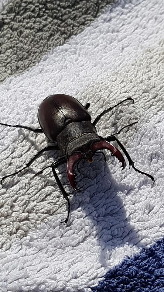 GHR_SouthCoast's tweet photo. There's a #stagbeetle on my washing line! π± This one likes the smell of fresh towels... π· Dawn Palmby in #Blackfield
#wave105window #insect #beetle #insects #nature #beetles #art #bug #wildlife #entomology #bugs #insectsoftheuk https://t.co/22hRqsPhno