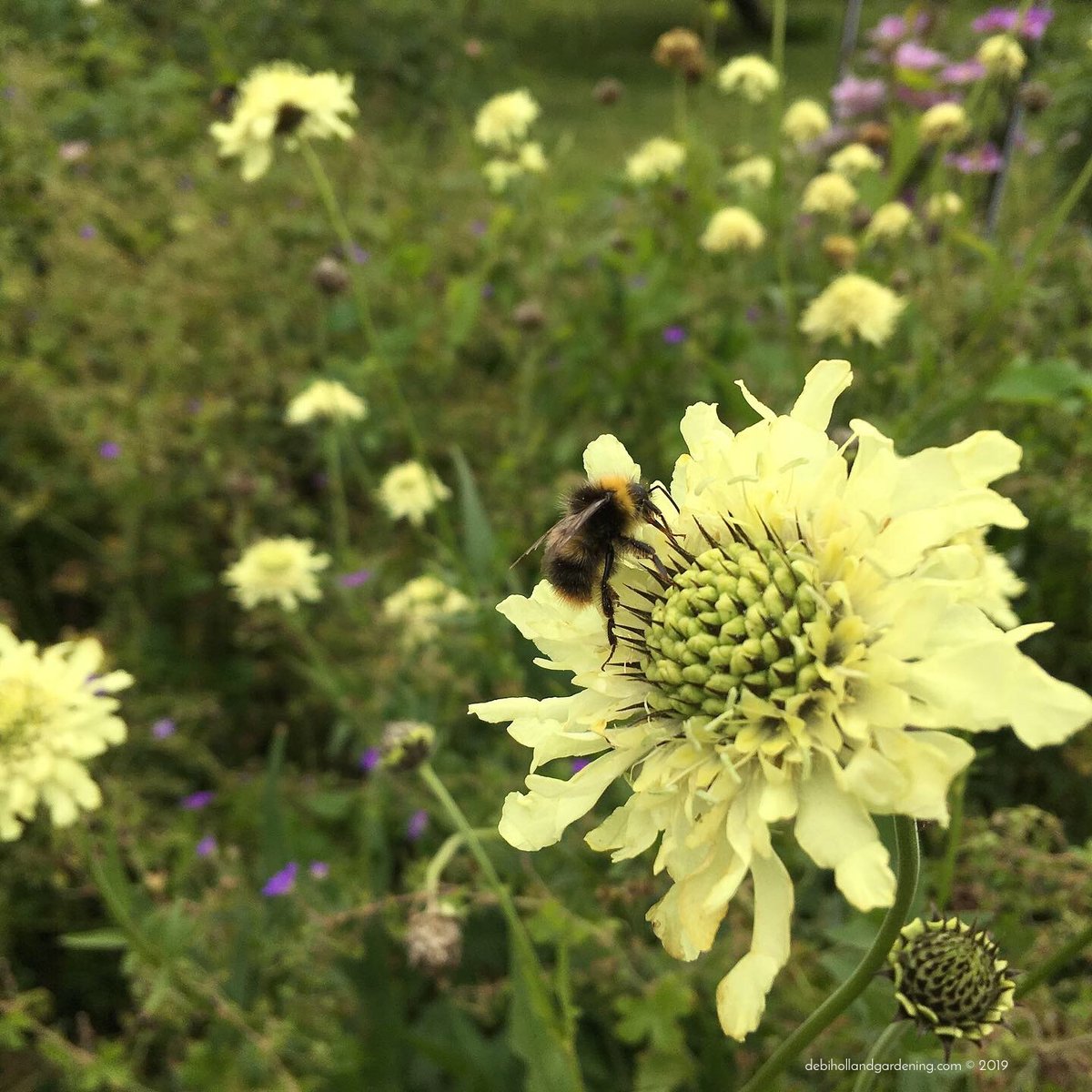 DHgardening's tweet image. Happy #WorldBeeDay Let's celebrate the wonderful world of #bees and create a buzz! #WorldBeeDay2020 #wildlife #nature #naturelovers #pollinators #garden #flowers