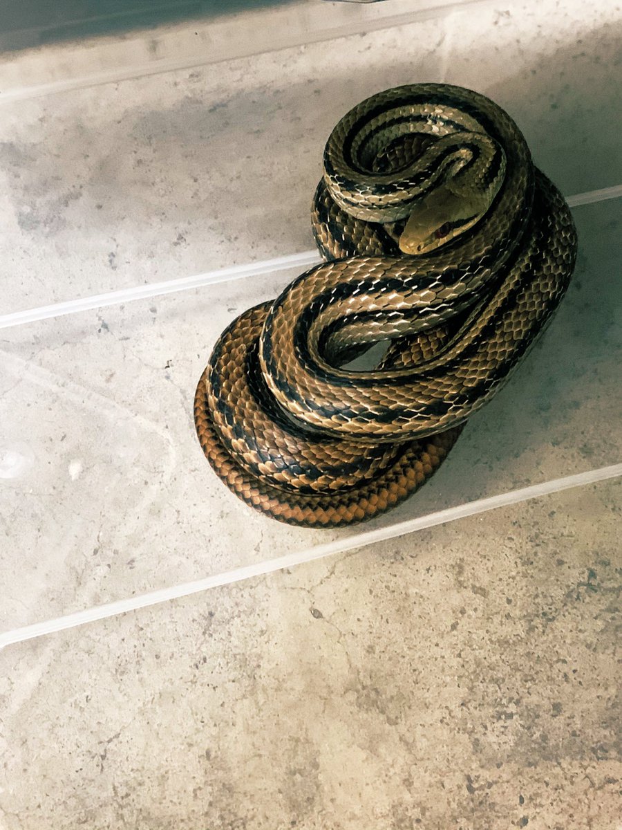 ザリガニr シマヘビ捕獲 美個体だったので持って帰ってきました 何気にヘビの飼育は初めてだったり