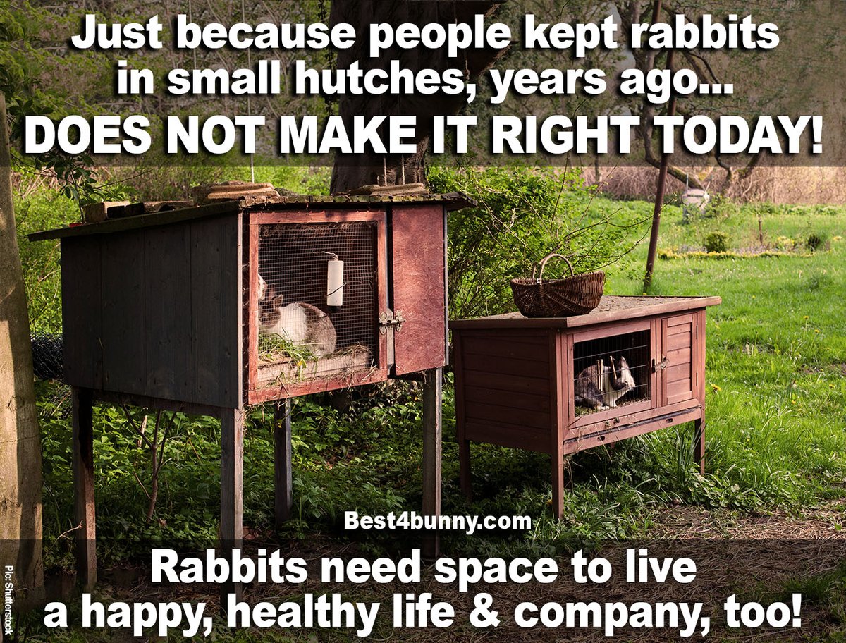 Rabbits need space to live &amp; be happy!
Please help to ban harmful rabbit hutches and introduce new law for minimum housing sizes by sharing and signing the <a href="/RabbitRWAF/">RWAF</a> petition today: chng.it/KvPmfw6c #AHutchIsNotEnough