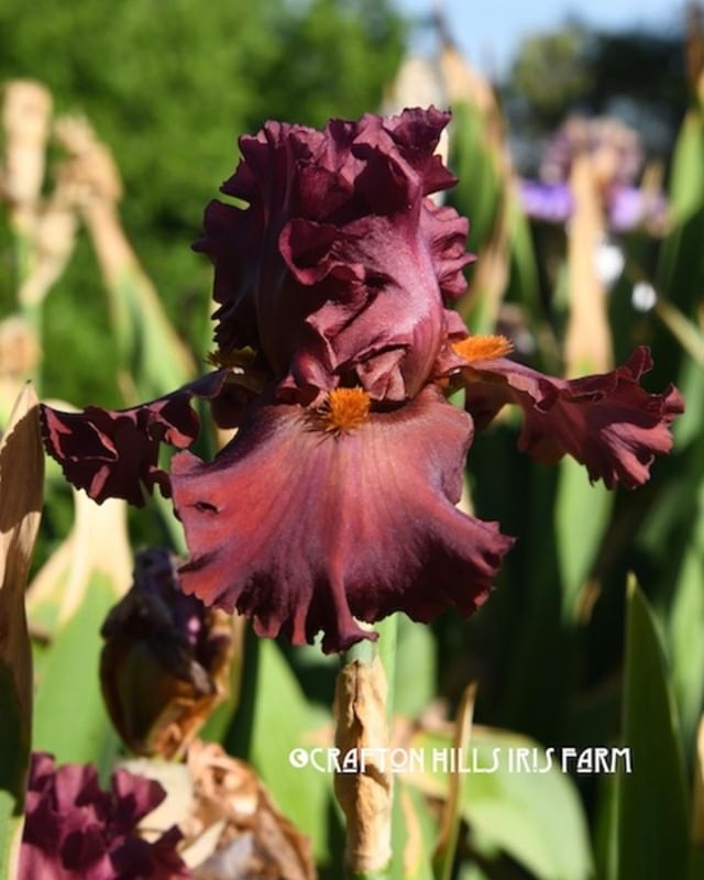 CraftonIrises's tweet photo. Red Triumph (Aitken, 2017) blooming at Crafton Hills Iris Farm ~Enjoy!: https://t.co/rVeZ6ElwO7 https://t.co/rthjOHeEja