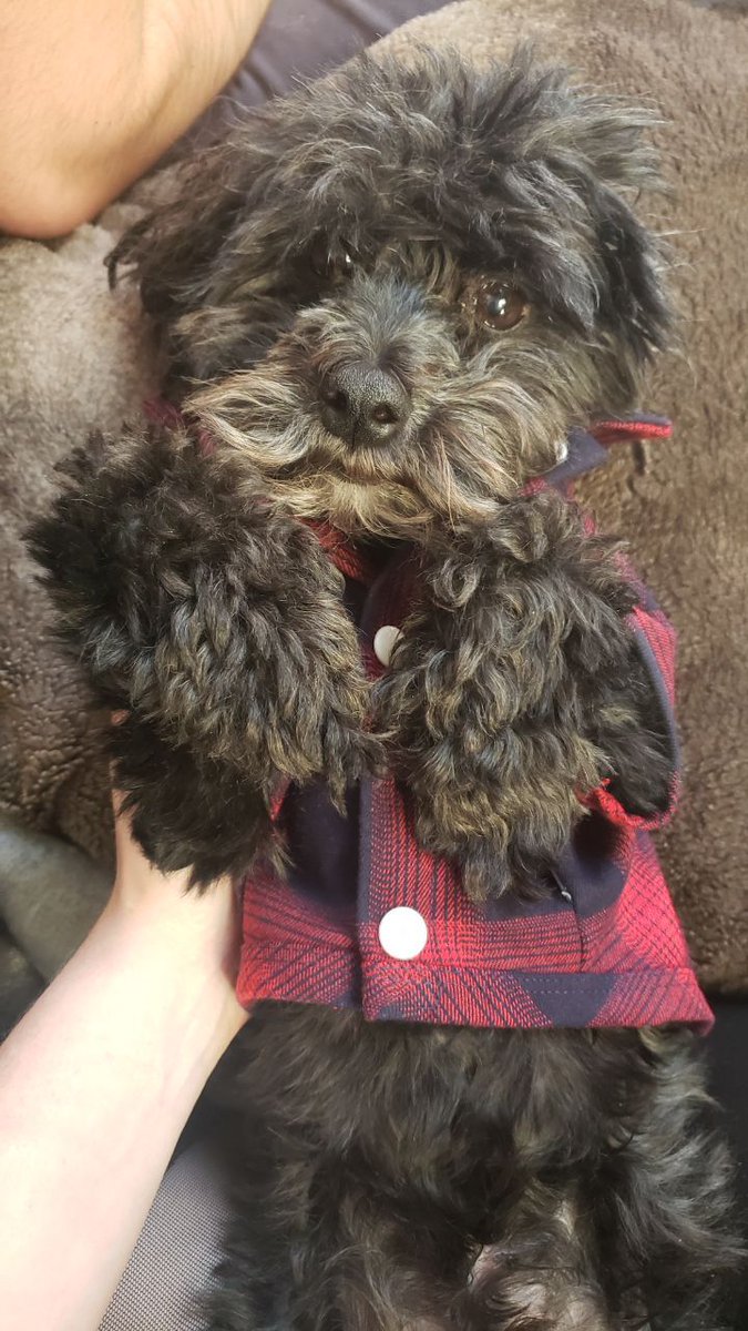 coworkers sharing photos of their dogs > the news