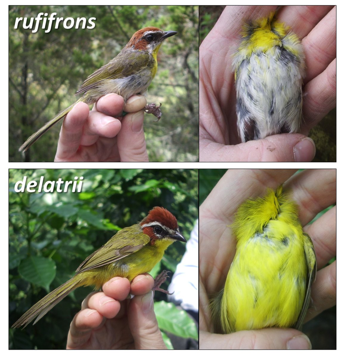 We conclude that Rufous-capped Warblers comprise two separate groups, which improves our knowledge of Neotropical avian biodiversity. You can read our paper here:  https://bit.ly/3dVDlPQ  [5/6]