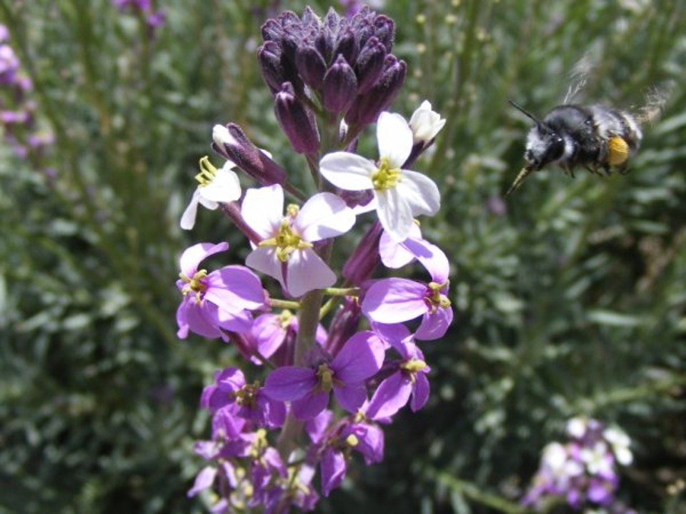 Prof. Jeff Ollerton - @JeffOllerton@ecoevo.social tweet media