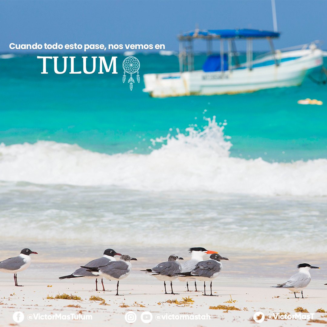 VictorMasT's tweet photo. Cuando todo esto pase #NosVemosEnTulum. La belleza de nuestras playas 🌊, la gran diversidad de especies 🐆🐢 y un hermoso paisaje nos esperan, mientras tanto sigamos las recomendaciones de las autoridades de salud. #MeetMeInTulum https://t.co/wcK2m1by7E