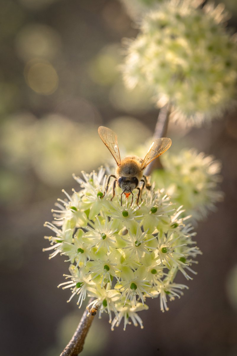 inst_humboldt's tweet photo. Más del 75% de los cultivos alimentarios dependen de la polinización y en gran medida, sin abejas, no tendríamos a nuestra disposición tanta variedad de alimentos nutritivos y deliciosos.
#DiaMundialDeLasAbejas 
(Hilo Polinización) https://t.co/221JL1SKJR