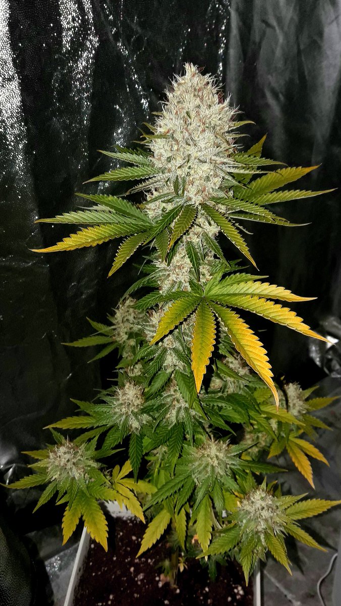 AdrycManellson's tweet photo. Weed Tarde @EnSamsara.
La #GoldWave #NuevosProyectos de @GreenbudSeeds es Cultivada por mi Hada Samsara #Sust #Natural #Fertilizado #Orgánico @ProXL_Spain #LED360 #RefPet.
Y #NoName @GiftsGreenwood o #ChocoBud @VisionTweetz en prueba #EstrésHídrico.
¿Quién es #ManoVerde pues?🧚♂️😎 https://t.co/kHazHBOS1a