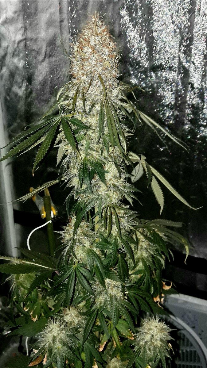 AdrycManellson's tweet photo. Weed Tarde @EnSamsara.
La #GoldWave #NuevosProyectos de @GreenbudSeeds es Cultivada por mi Hada Samsara #Sust #Natural #Fertilizado #Orgánico @ProXL_Spain #LED360 #RefPet.
Y #NoName @GiftsGreenwood o #ChocoBud @VisionTweetz en prueba #EstrésHídrico.
¿Quién es #ManoVerde pues?🧚♂️😎 https://t.co/kHazHBOS1a