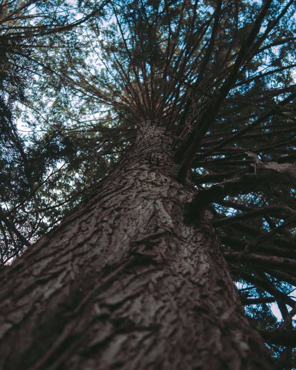 TreeCanada's tweet image. Hey #AtlanticCanada! We want to see your best #TREEphotography! Help us grow our #virtualforest! Don’t forget to tag us and use this hashtag #TreeCanadaPhoto!
🗺️ #Alberta, #Canada