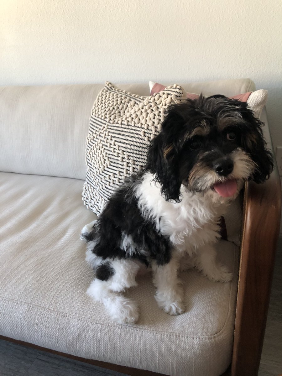 thenursesavage's tweet photo. Watching mom work and waiting for her to say “wanna go outside?” 👀 
#gisdalwaysconnected #gisdhealth #shugartsheriffs https://t.co/yF9HPGsxCp