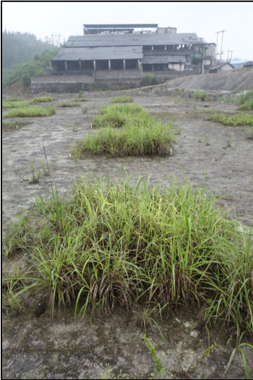 EEB_Flow's tweet photo. Reclaiming contaminated land through manipulating #Biodiversity to ensure #ecosystem function and #EcosystemServices. @urban_sci @JAppliedEcology 

https://t.co/etIqU6zsTr https://t.co/xriRlYCpT2