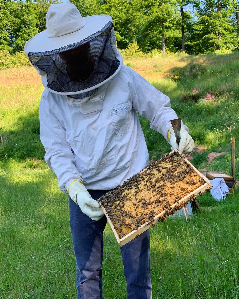 HerweckBlog's tweet photo. Heute ist Weltbienentag und somit der offizielle Ehrentag von allen 50.000 neuen kleinen Mitarbeiterinnen der Herweck. #beehappy 🐝 https://t.co/Xfz7jyVN7m