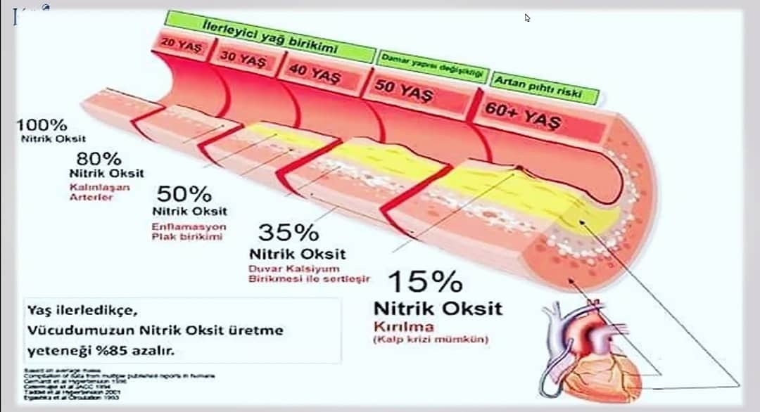 Vücutta nitrik oksit nasıl arttırılır ? | HAYAT VE SAĞLIK