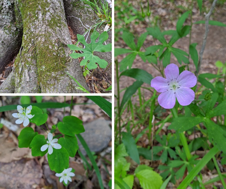 GunpowderValley's tweet photo. Wildflowers along the Big Gunpowder Falls. Make sure to stop and take in the beauty on your next hike. https://t.co/kJhlN8qT0e