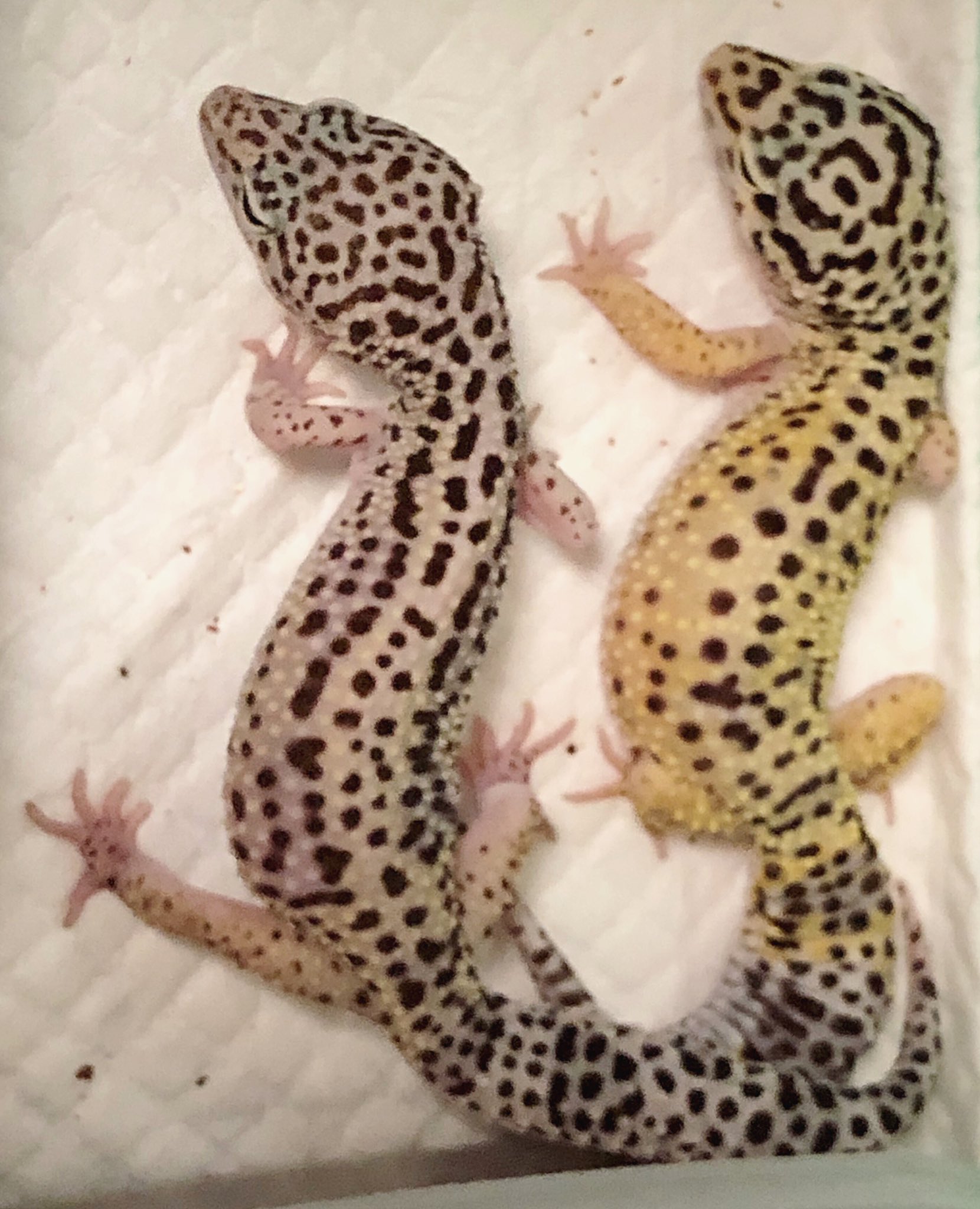 レオパの ゆき シンクロw レオパ レオパードゲッコー ヒョウモントカゲモドキ 爬虫類 爬虫類好きさんと繋がりたい かわいい ペットのいる生活 ペット 動物 T Co M34qncxrez Twitter