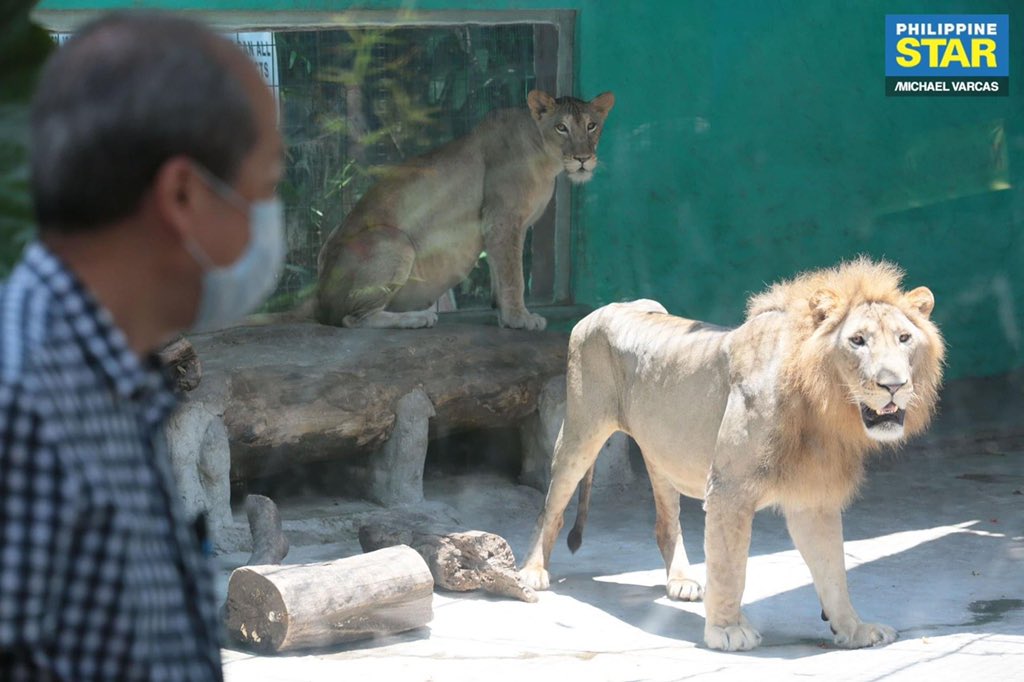 ReiGermar's tweet photo. Guys! Donate tayo sa Malabon Zoo 😢 Please RT

BPI checking account number: 4641-0003-32
Account name: Malabon Zoo Foundation

Contact number: 8361-3064

Photos from Philippine Star https://t.co/EAMtNoeX1D